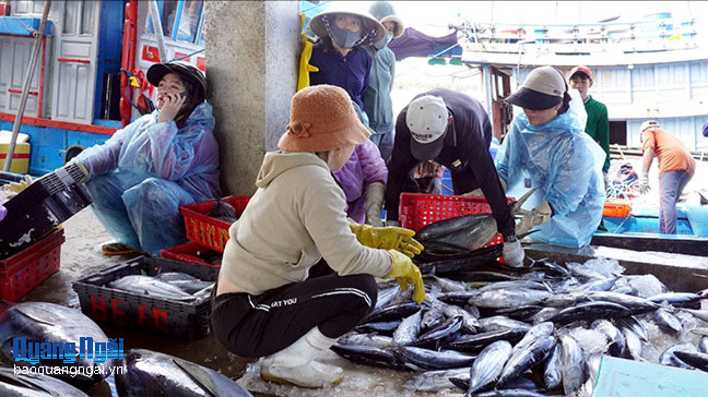 Gỡ vướng cho nghề lưới vây, lưới rê