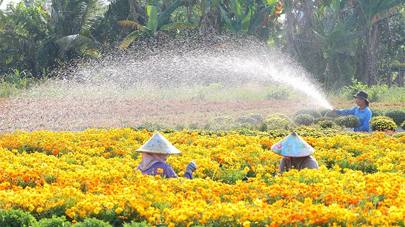 Nghề trồng hoa kiểng Sa Đéc trở thành di sản văn hóa phi vật thể quốc gia