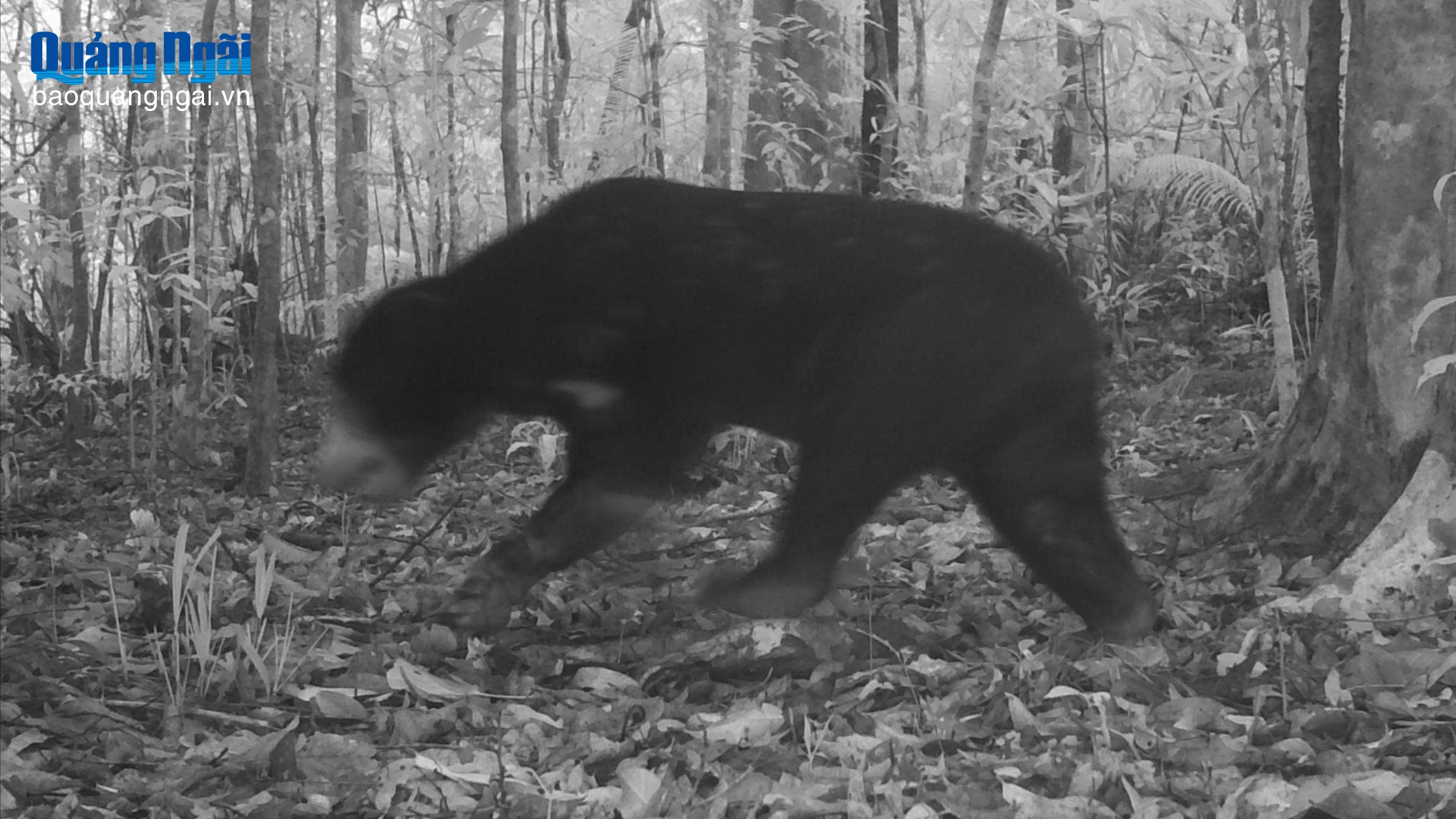 Phát hiện thêm nhiều loài động vật quý hiếm tại Vườn Quốc gia Chư Mom Ray