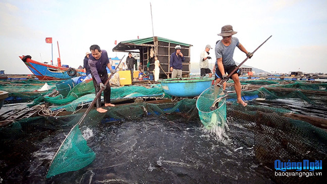 Nâng cao hiệu quả quản lý nuôi trồng thủy sản