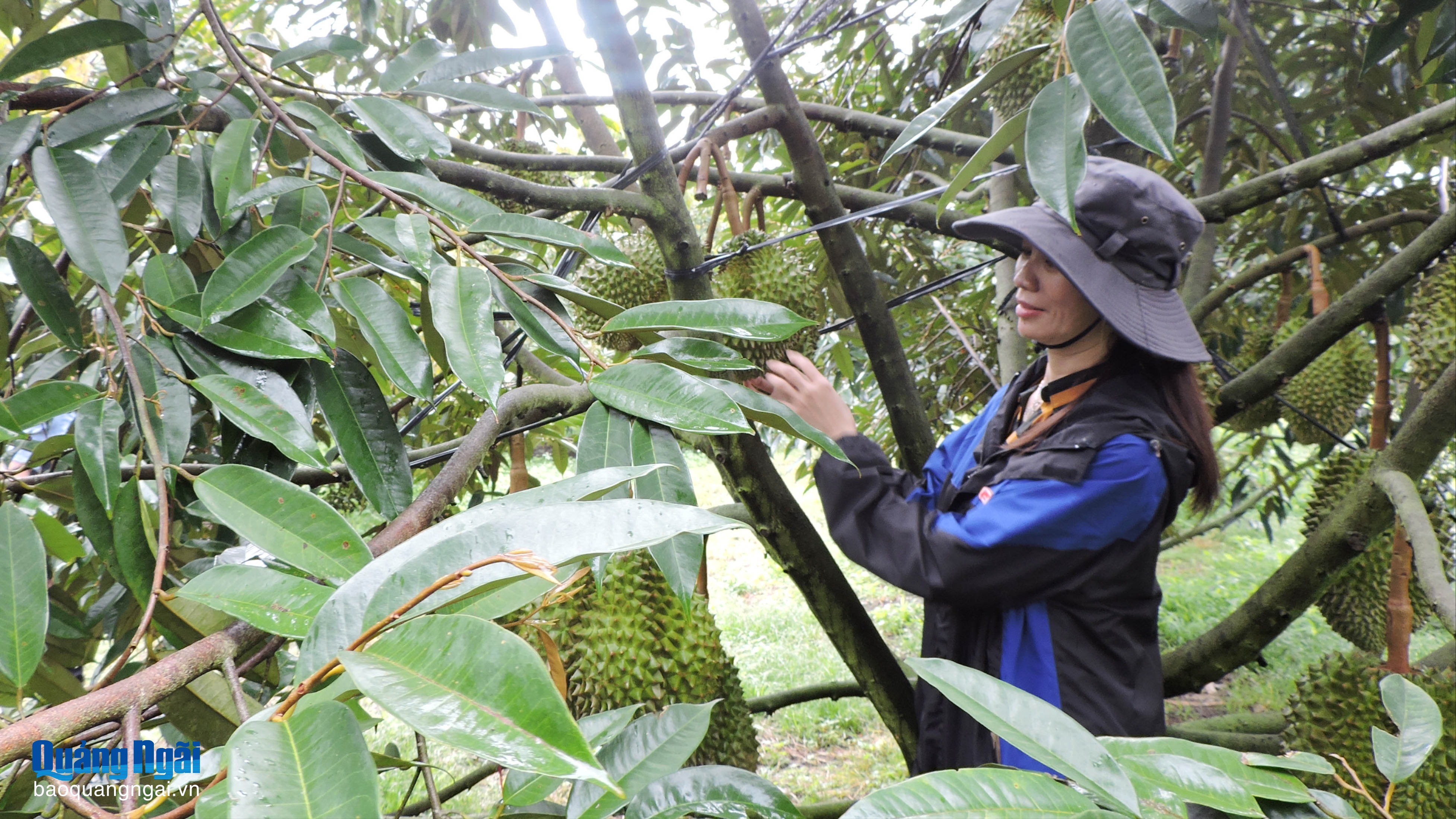 Tập trung củng cố, phát triển các hợp tác xã nông nghiệp trong giai đoạn mới