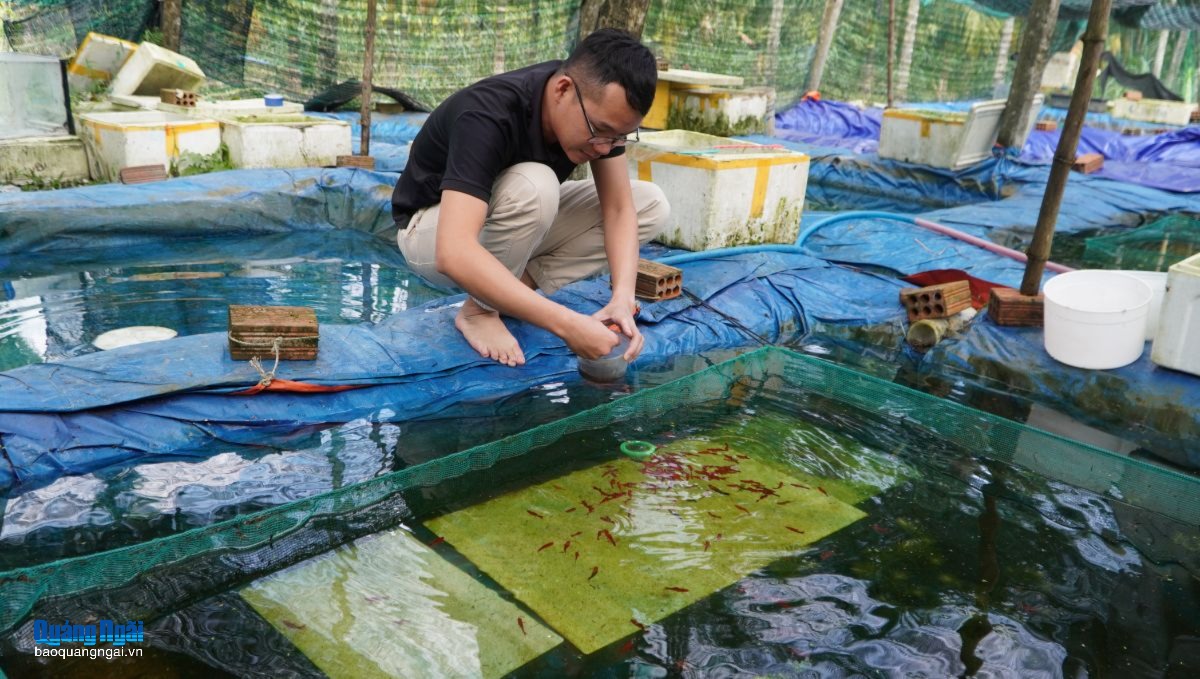 Chàng trai 9X khởi nghiệp với cá huyết kiếm