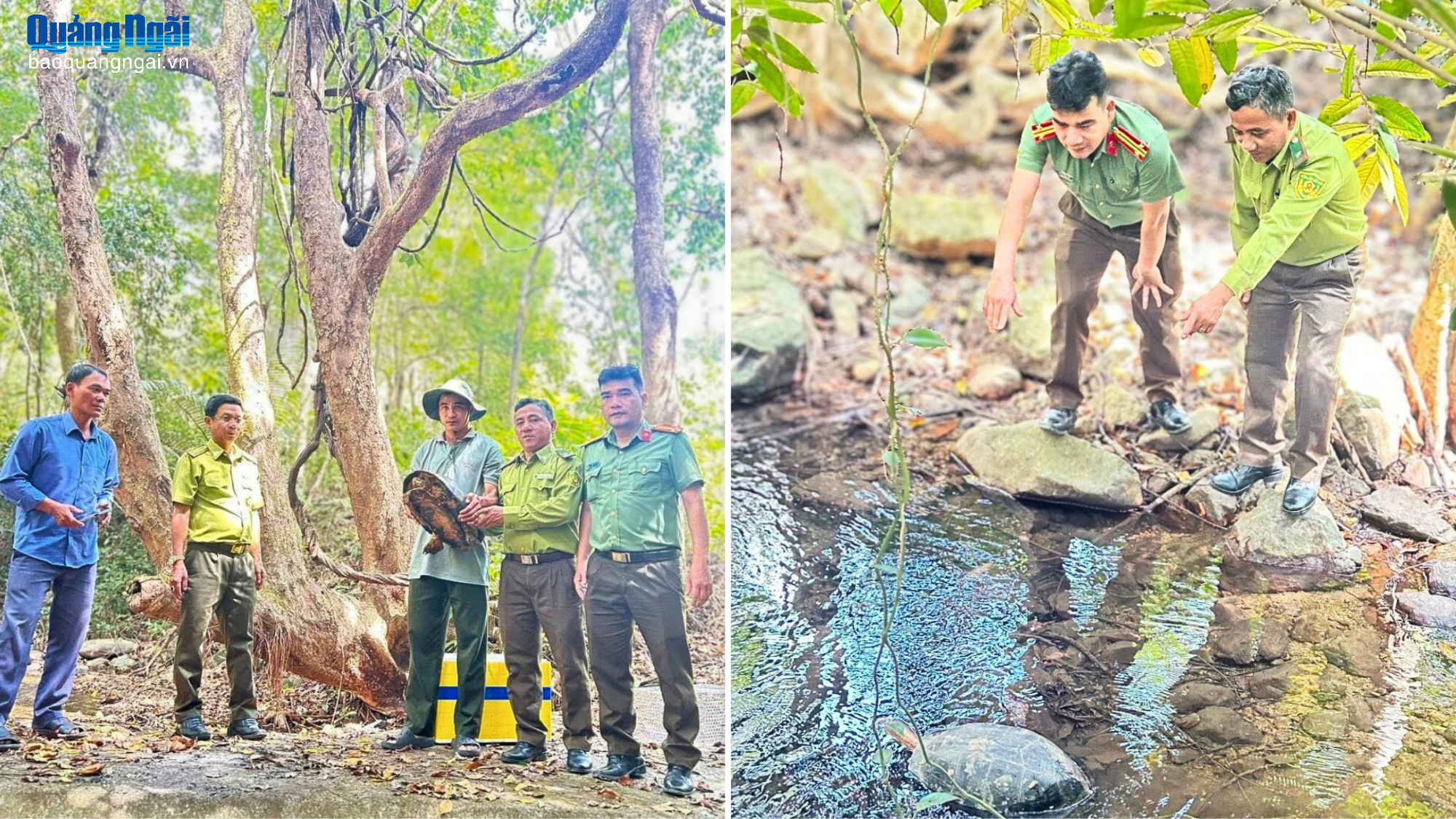 Thả rùa răng quý hiếm về rừng tự nhiên
