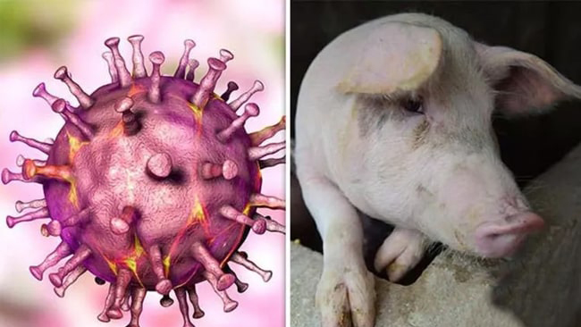 Không chủ quan trước dịch tả heo Châu Phi