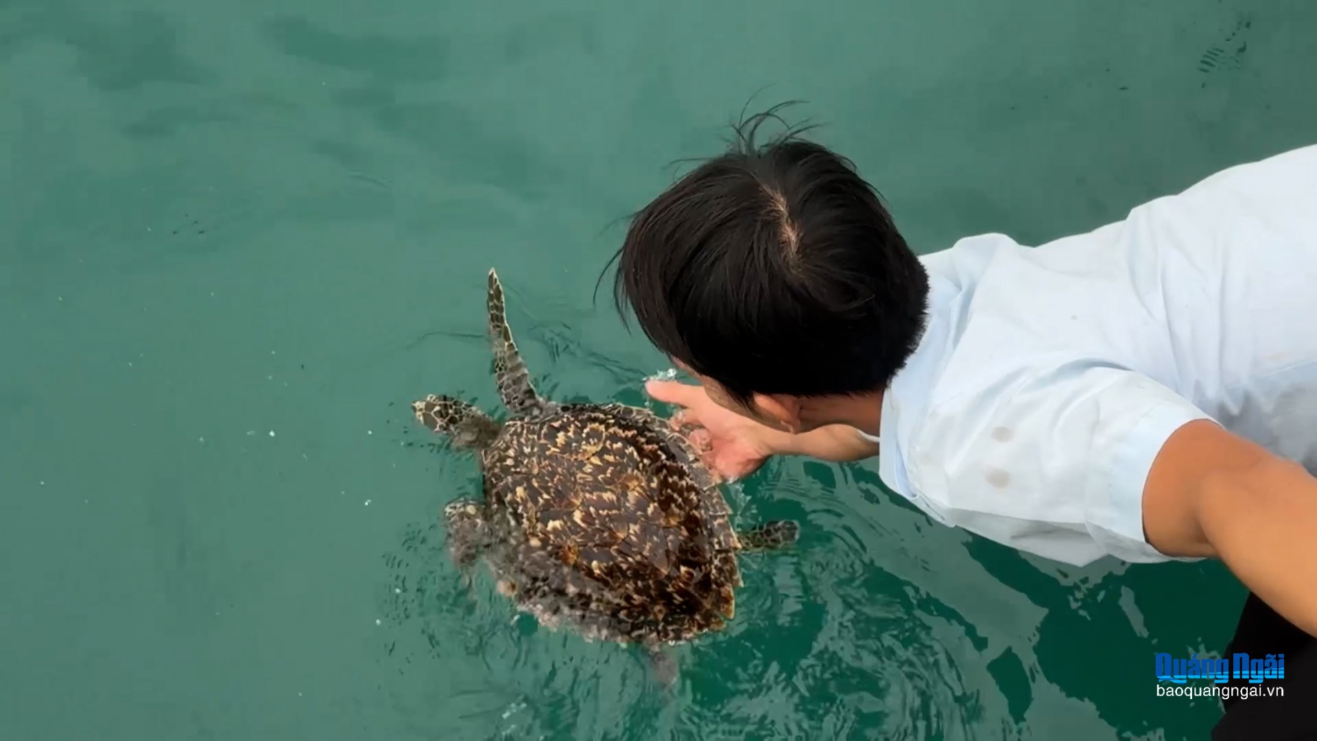 Thả đồi mồi quý hiếm về đại dương