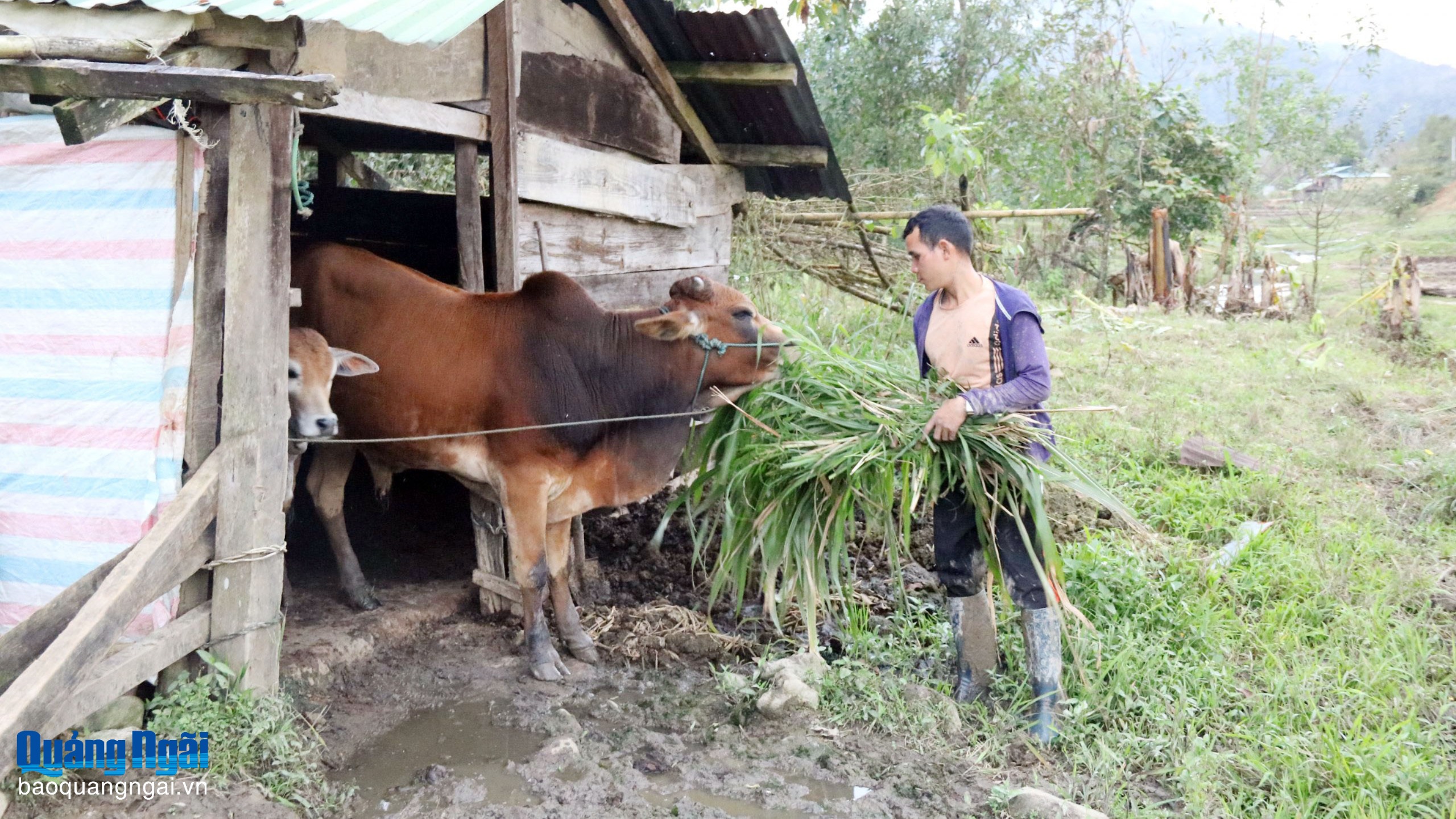 Phòng, chống rét cho đàn vật nuôi
