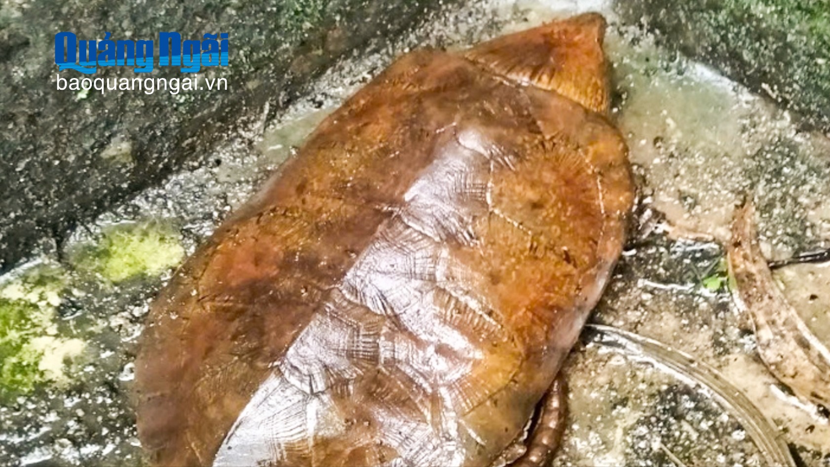 Thả cá thể rùa đầu to quý hiếm về lại tự nhiên