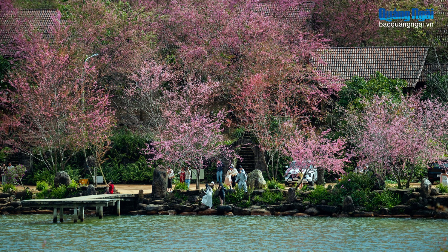 [Ảnh]. Hoa mai anh đào khoe sắc xuân