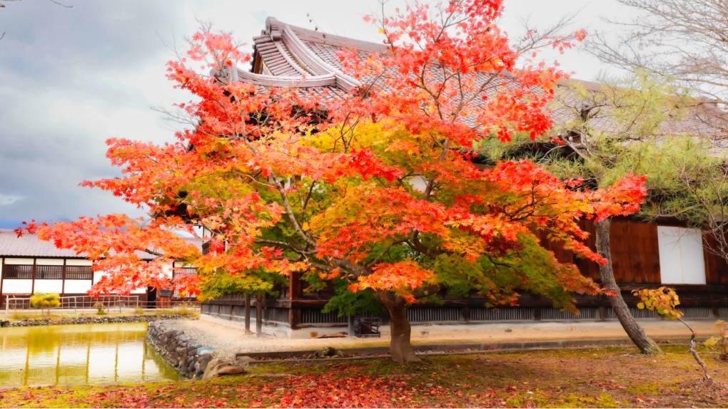Chọn thời điểm đi Nhật Bản ngắm lá vàng, lá đỏ đẹp