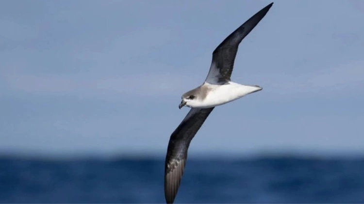 Loài chim chuyên lao vào những cơn bão mạnh nhất