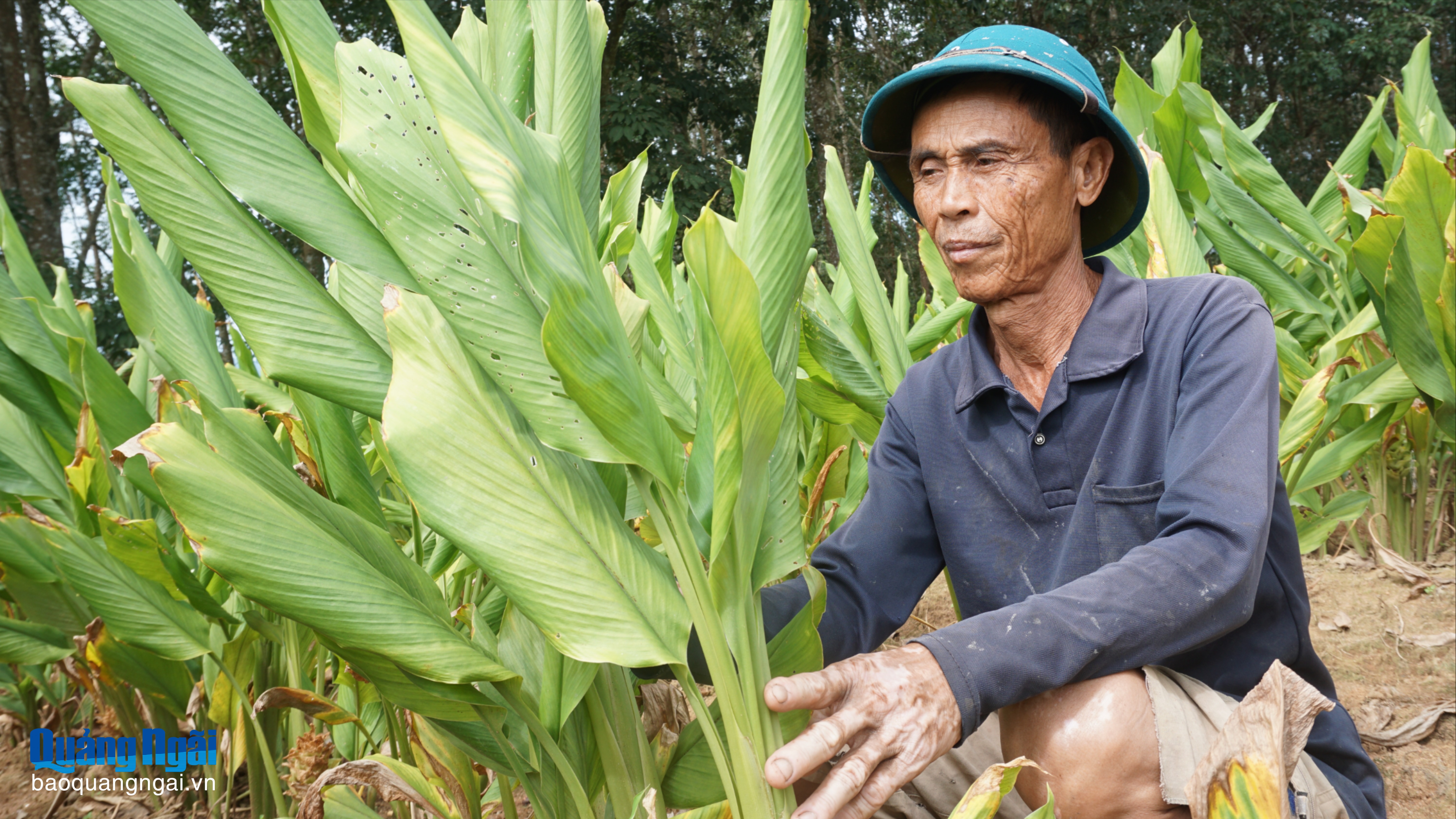 Khấm khá từ cây nghệ đỏ