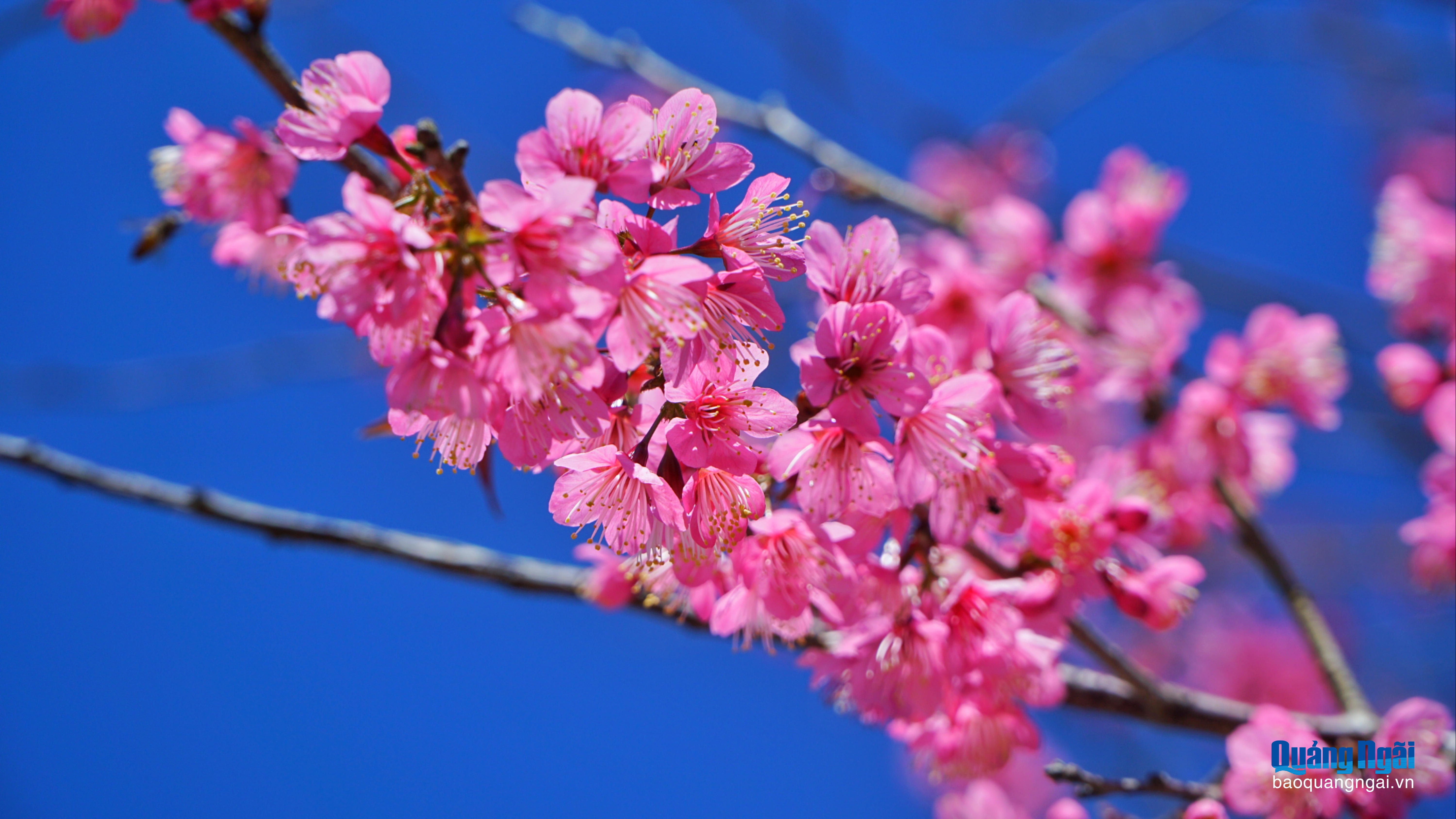 Măng Đen rực sắc mai anh đào