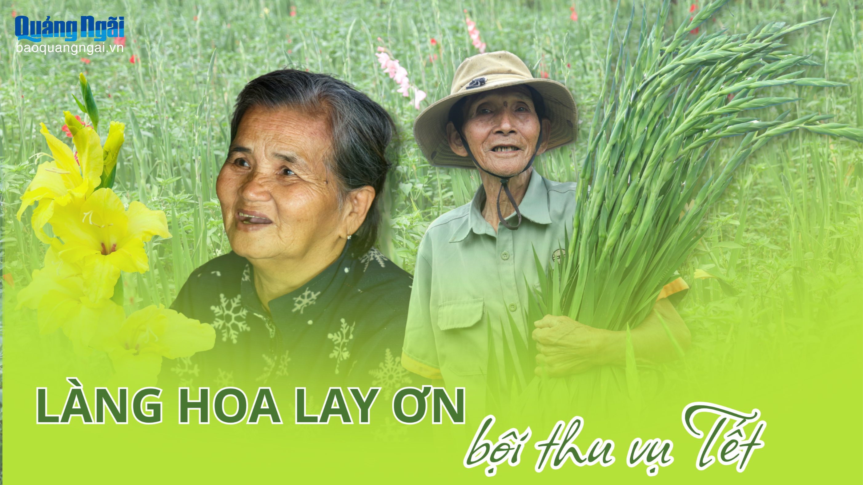 Làng hoa lay ơn bội thu vụ Tết