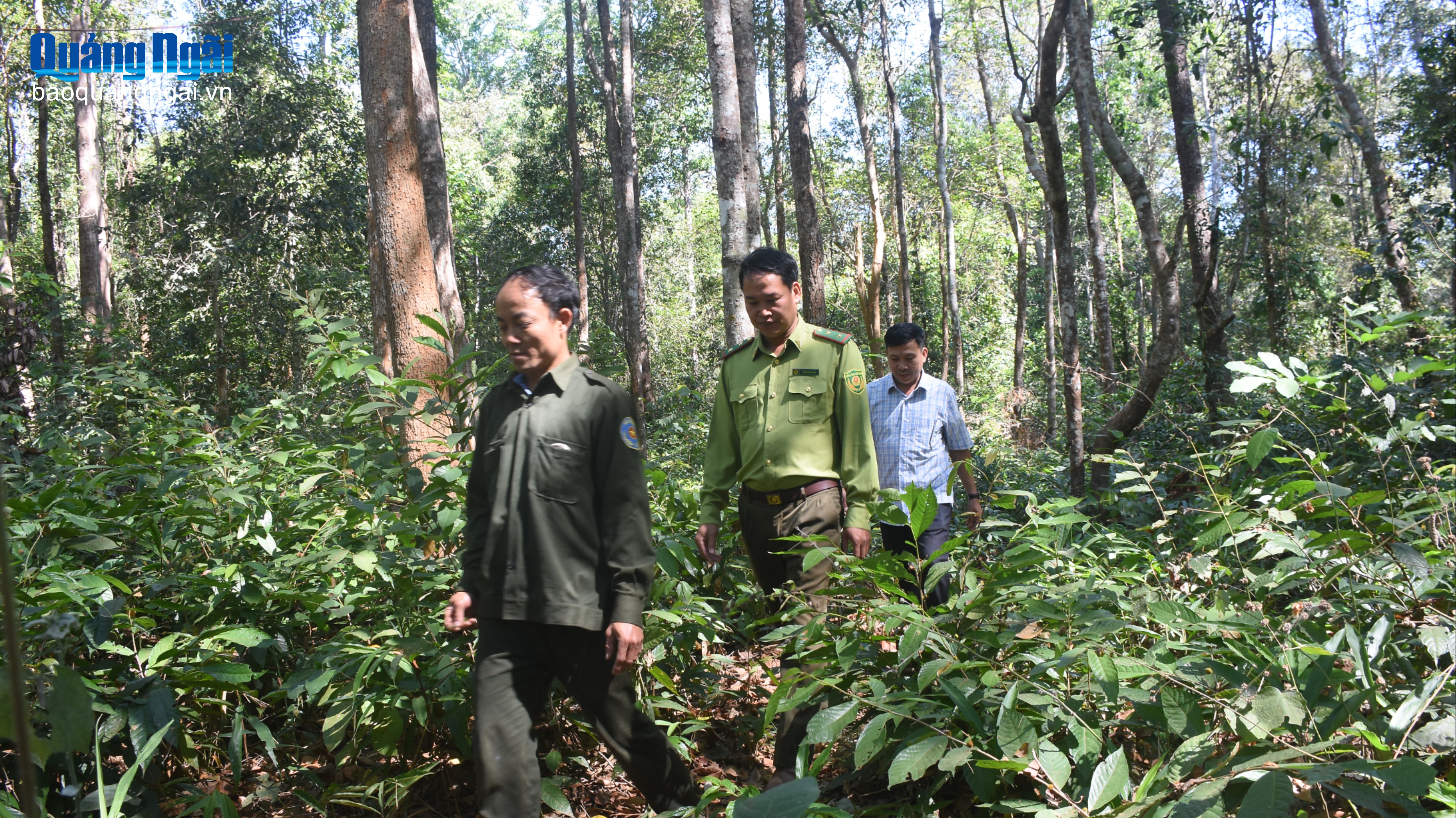 Giữ rừng trắc xuyên Tết