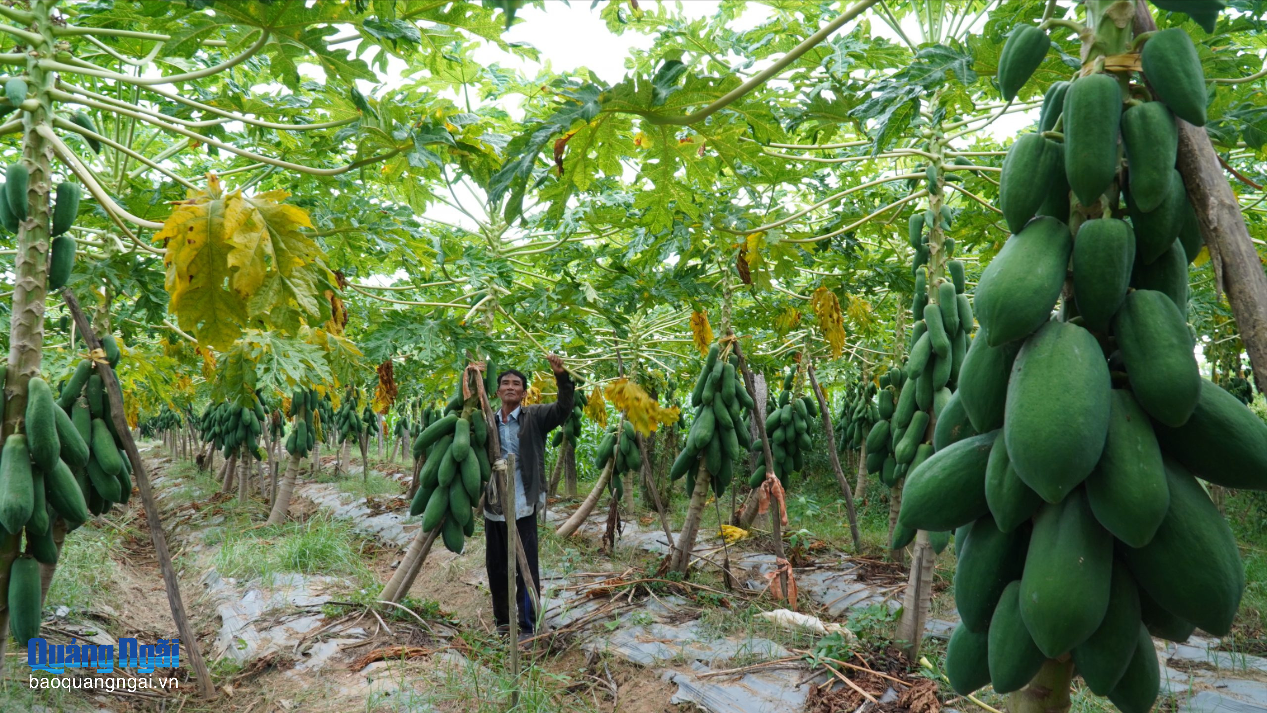 Tăng trưởng nông thôn mới