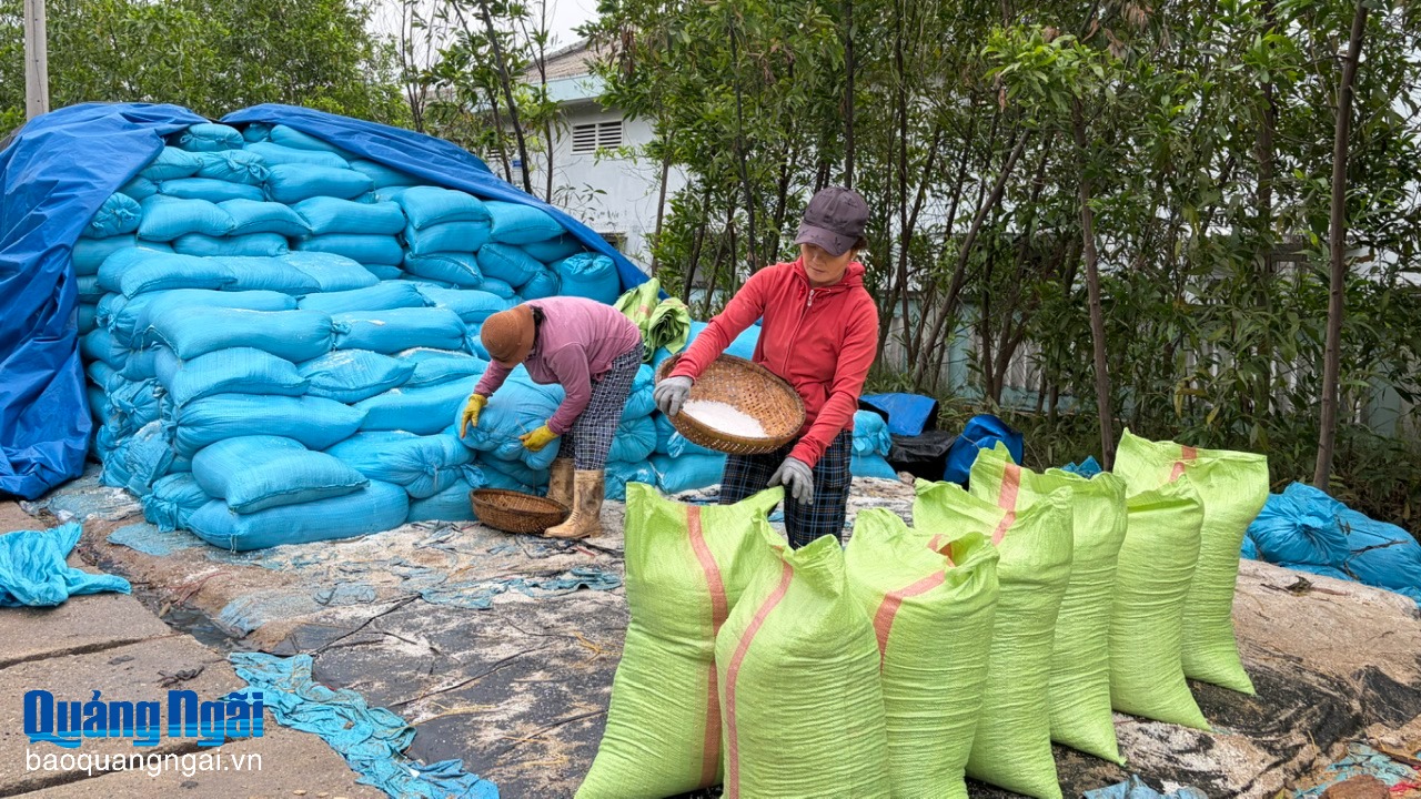 Giá muối tăng cao, diêm dân phấn khởi