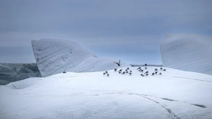 Bắc Cực hứng chịu mùa hè nóng kỷ lục, băng biển giảm xuống mức nguy hiểm