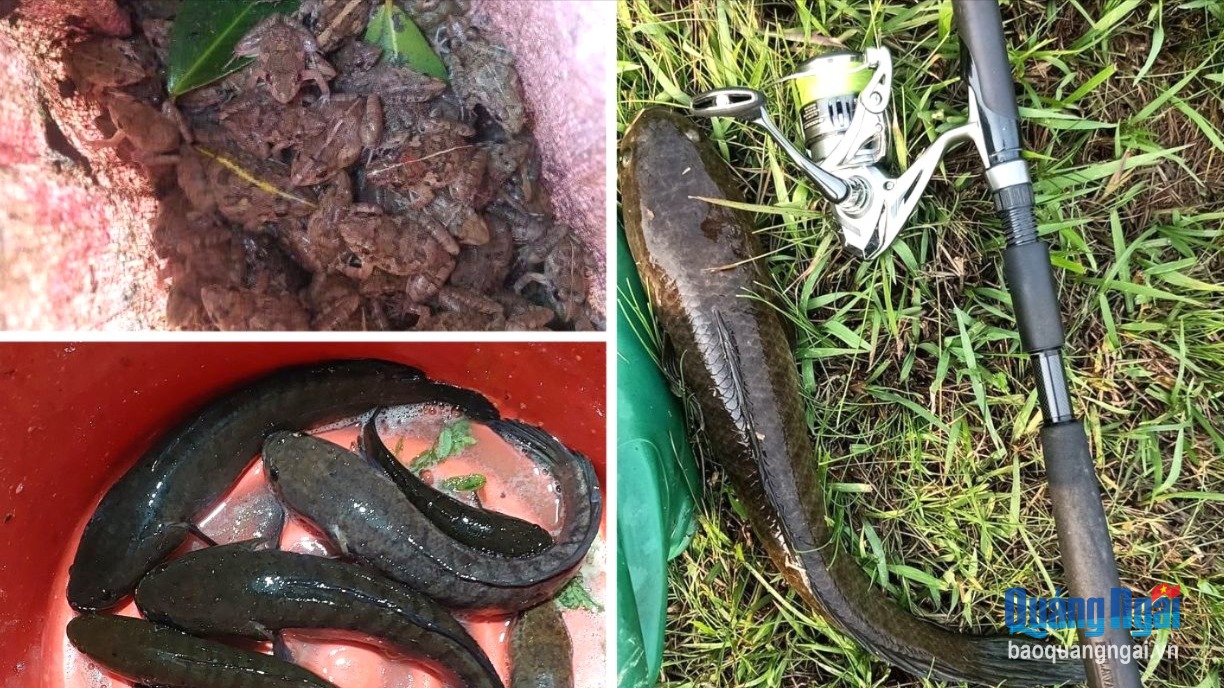 Đồng cạn, vui thú rê cá lóc