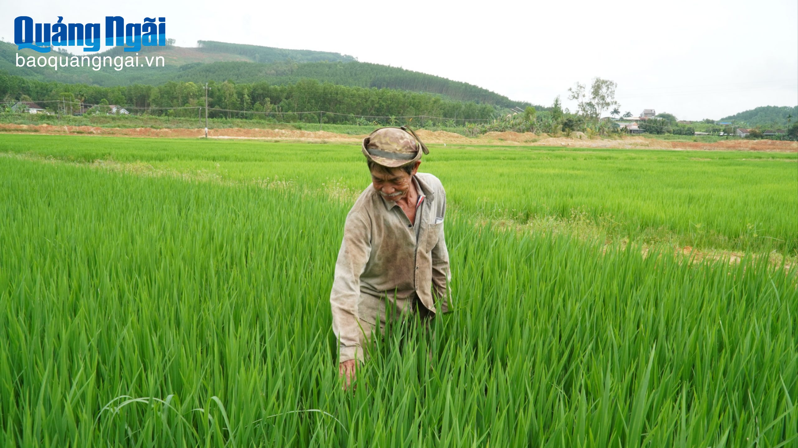 Cánh đồng lớn “giữ chân” nông dân