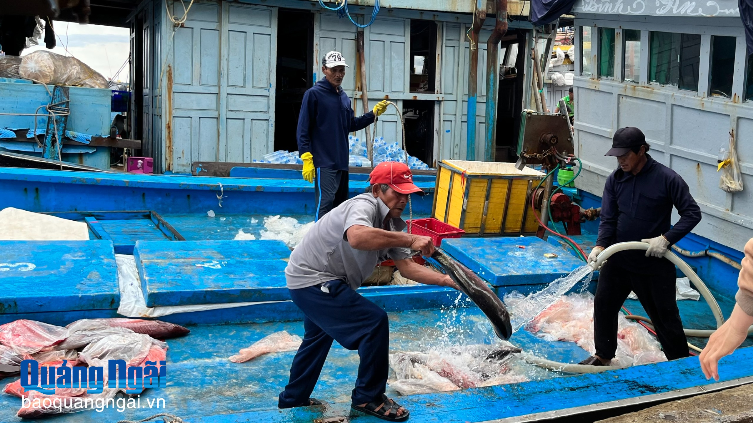 Ngư dân được mùa cá