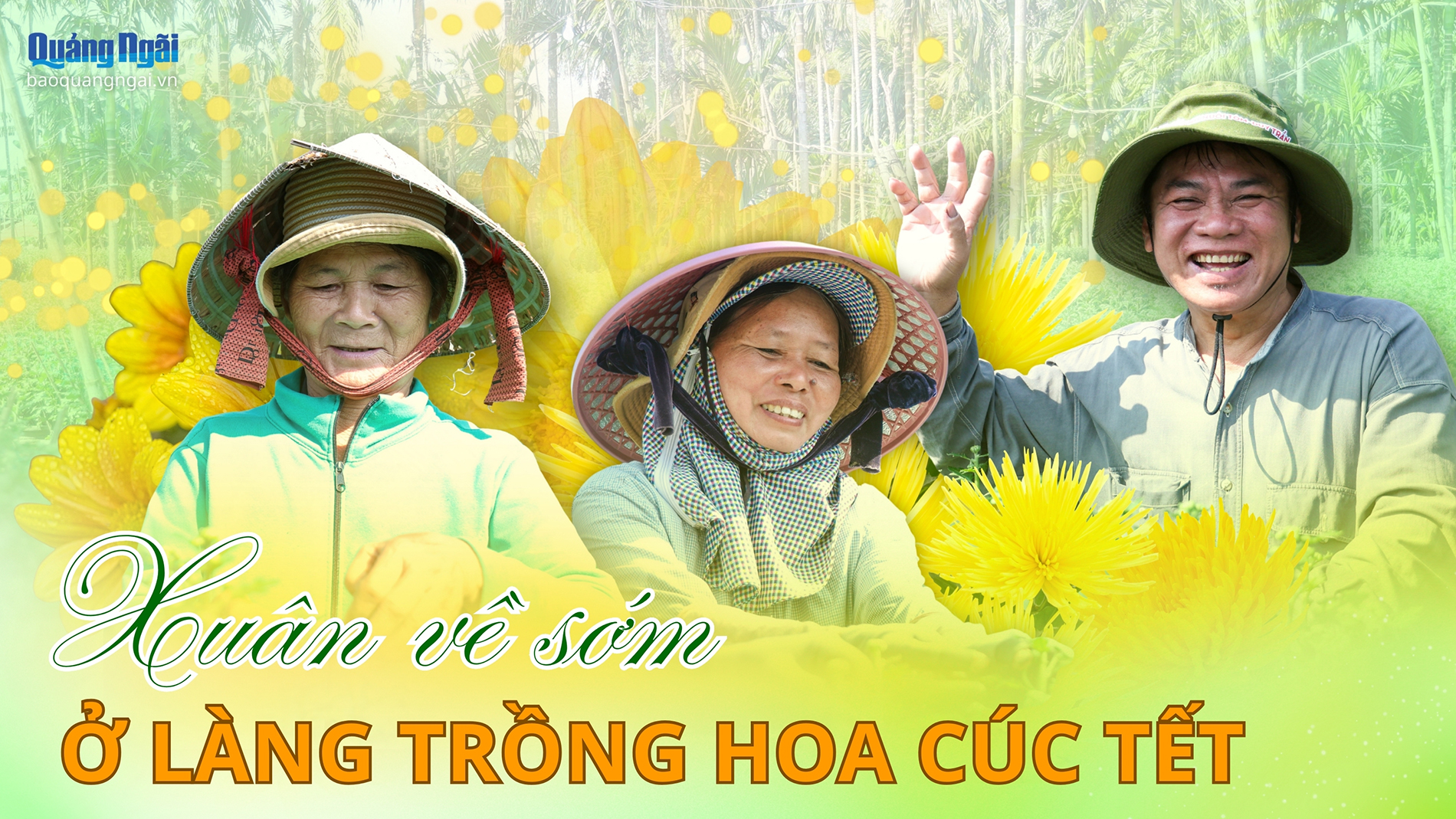 Xuân về sớm ở làng trồng hoa cúc Tết