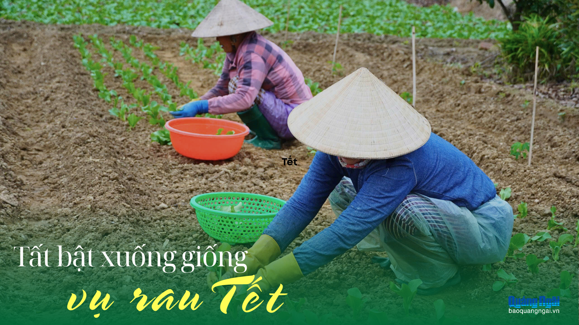 Tất bật xuống giống vụ rau Tết