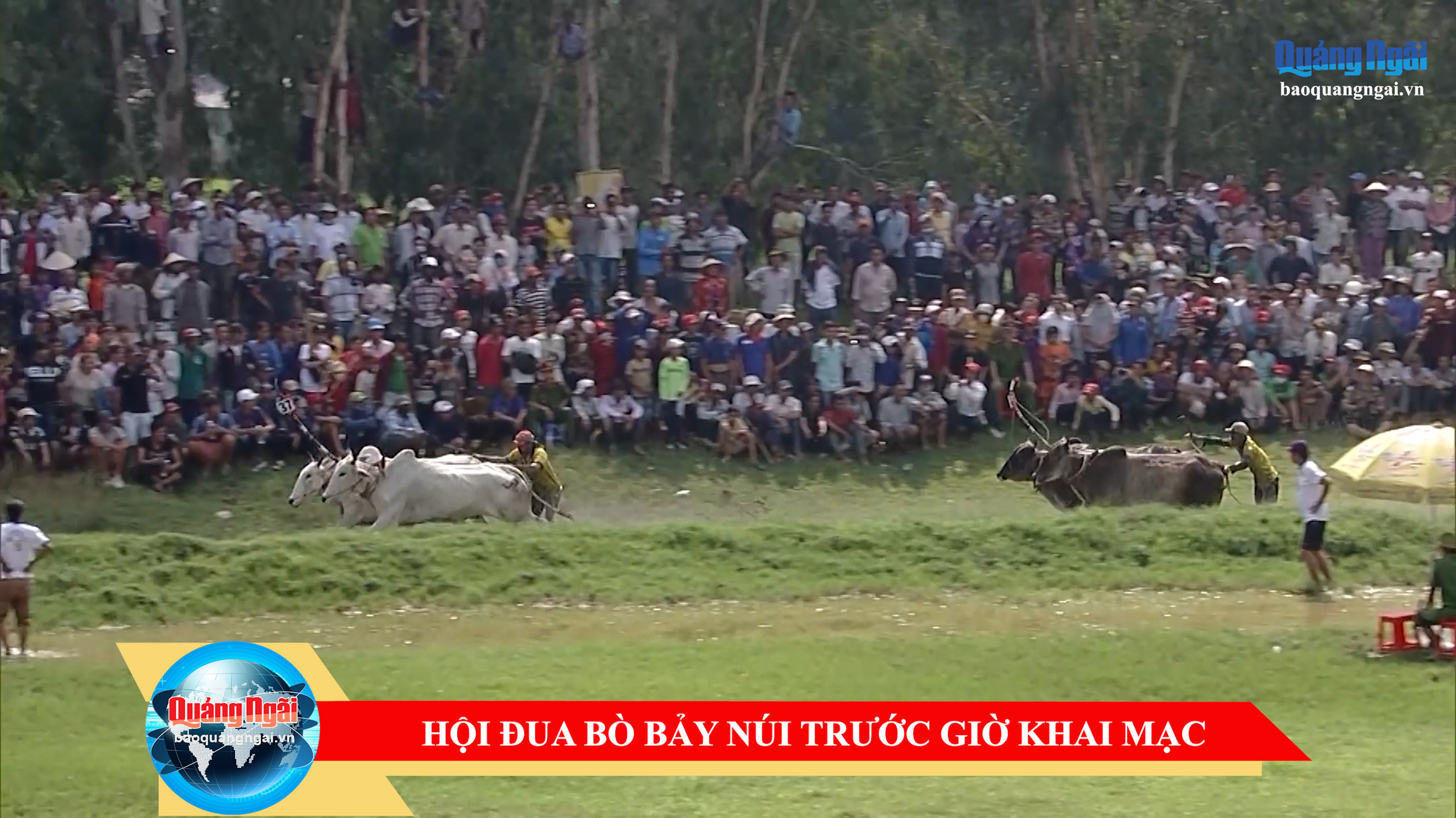 [Video]. Hội đua bò bảy núi trước giờ khai mạc