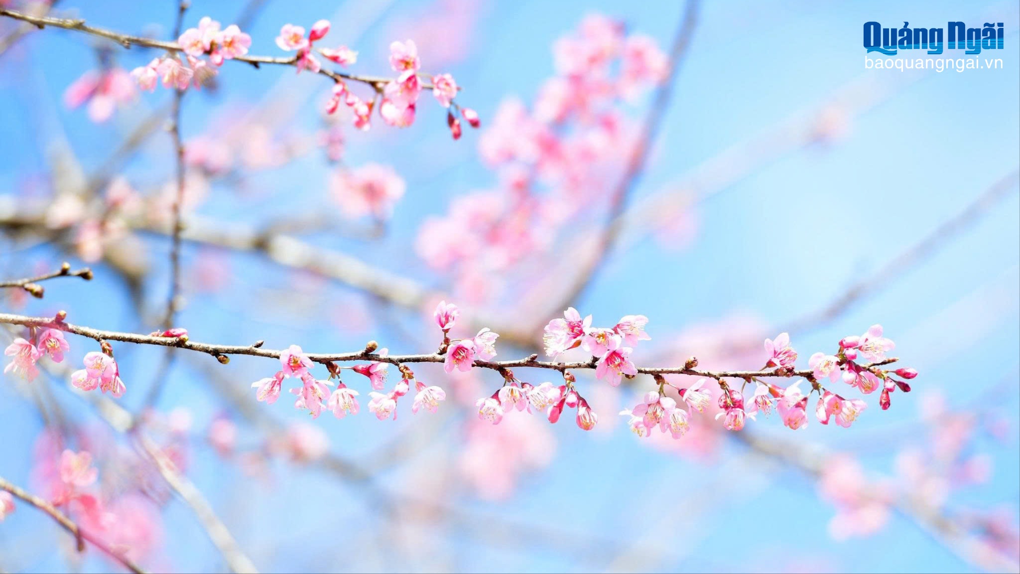 Măng Đen: Mai anh đào chớm nở, lượng khách tăng nhanh