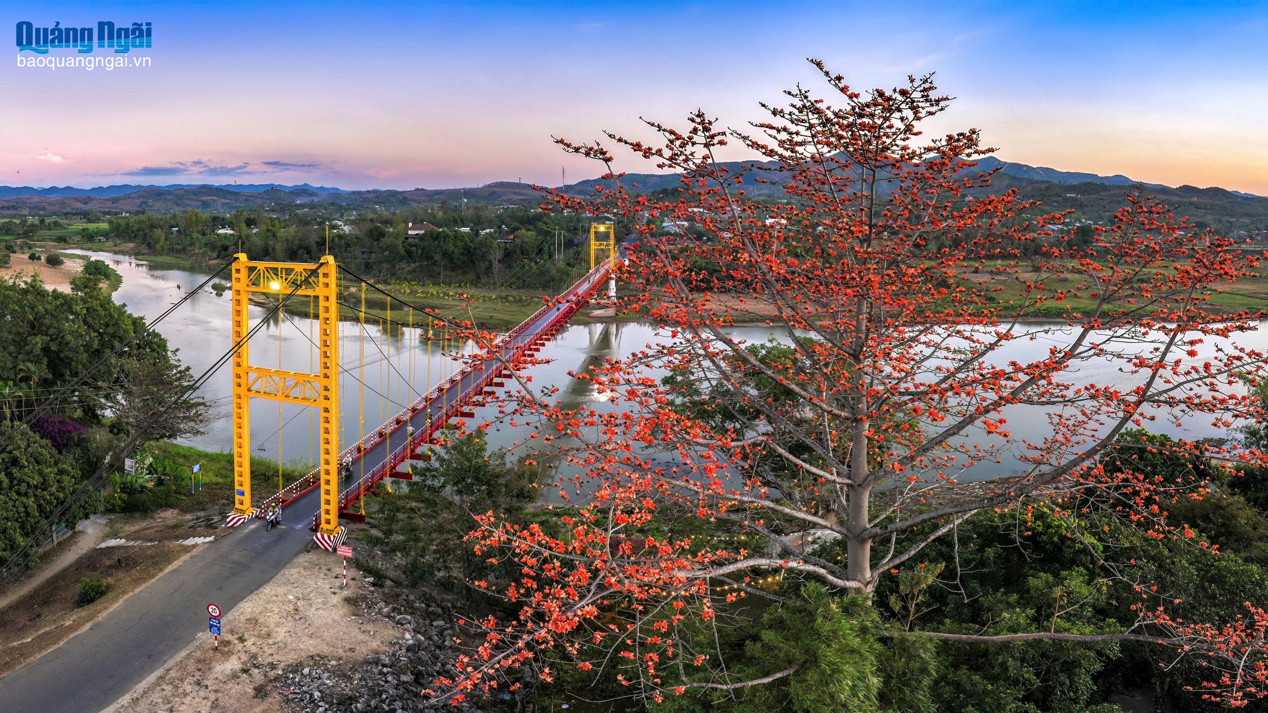 [Ảnh]. Hoa Pơ lang rực rỡ gọi xuân về