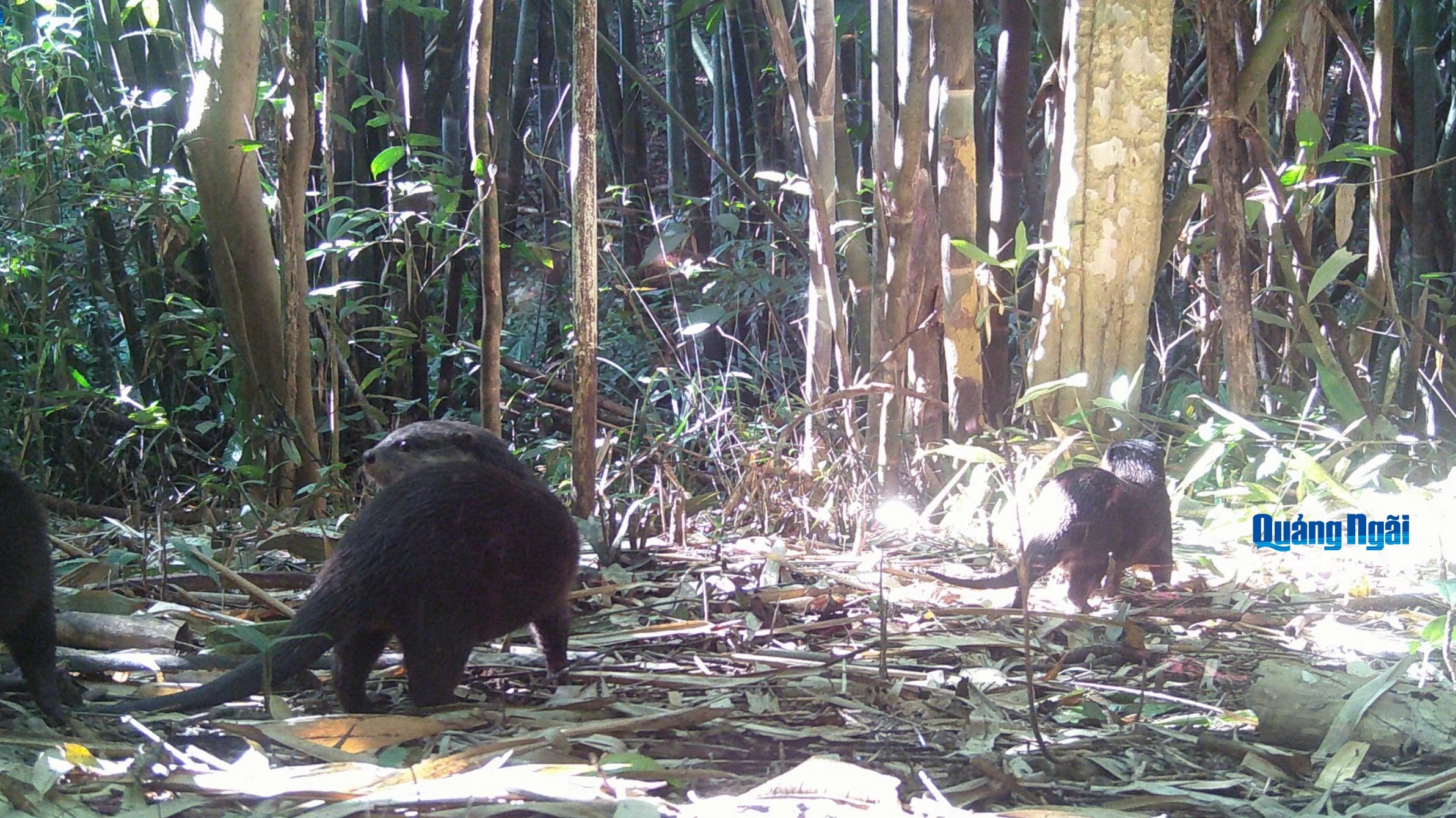 Lần đầu phát hiện rái cá và chim hồng hoàng tại Vườn Quốc gia Chư Mom Ray