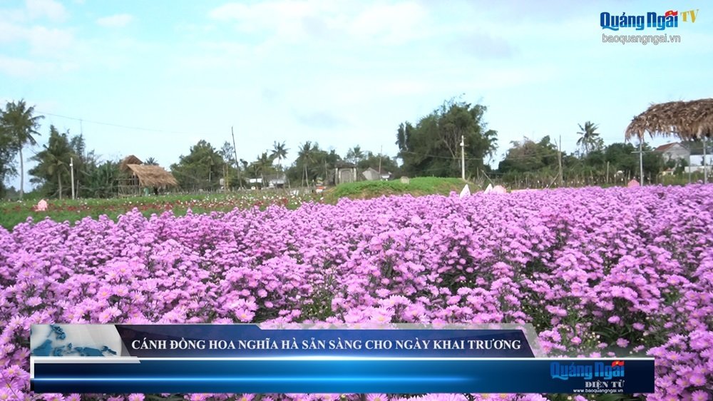 Video: Cánh đồng hoa Nghĩa Hà sẵn sàng cho ngày khai trương