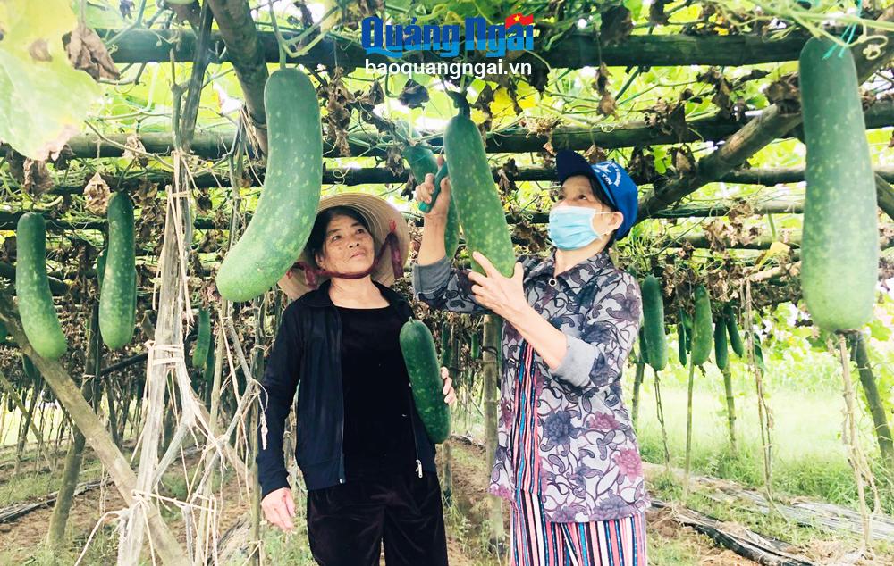 Sản xuất nông nghiệp tập trung:  Khai thác tiềm năng, lợi thế của từng vùng