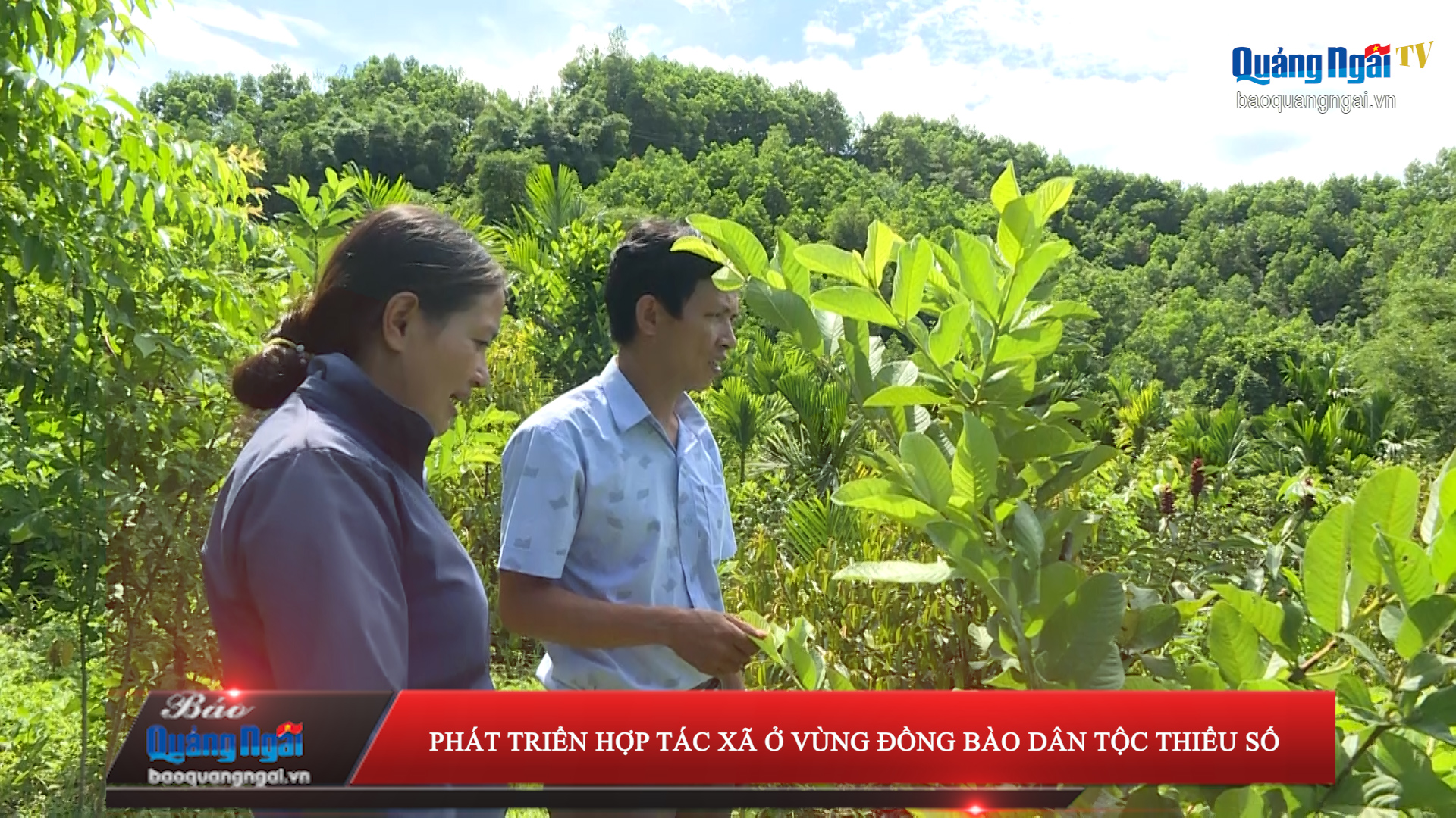 [Video]. Phát triển hợp tác xã ở vùng đồng bào dân tộc thiểu số