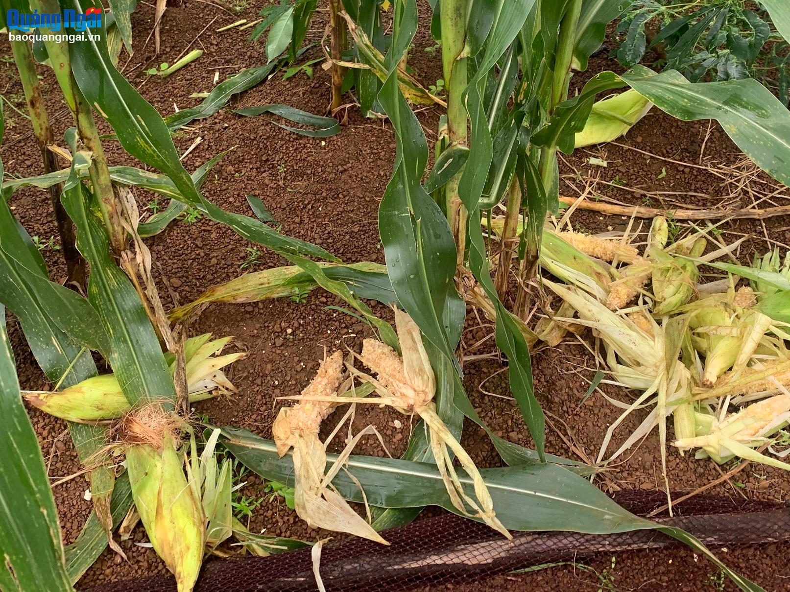 Đàn khỉ hơn 60 con phá hoại ruộng bắp của nông dân