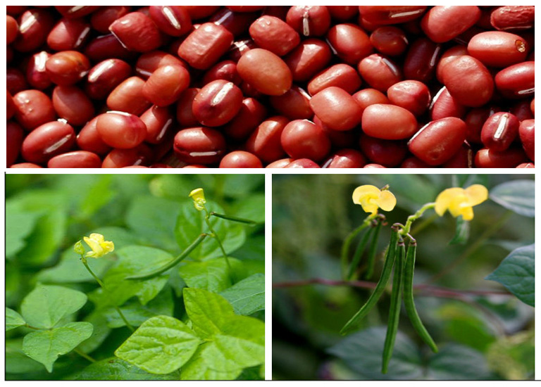 Những lợi ích của đậu đỏ cho sức khoẻ và sắc đẹp